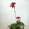 phrag. Jason Fischer (Mem. Dick Clements  'Fire Engine ' x besseae  'Wings ' )